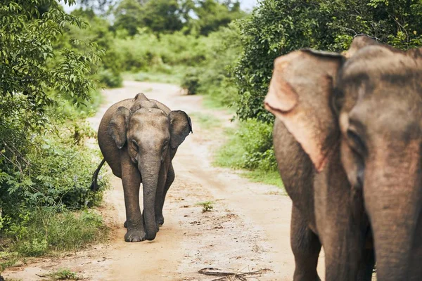 Wildlife elephants in Sri Lanka — Stock Photo, Image