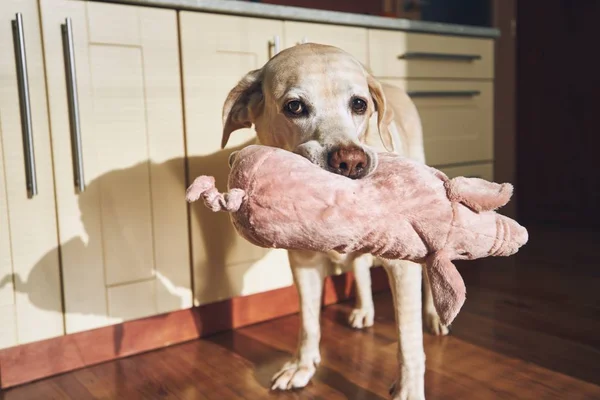 Perro con su peluche — Foto de Stock