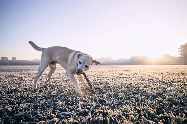Собака з палицею в морозний ранок — стокове фото