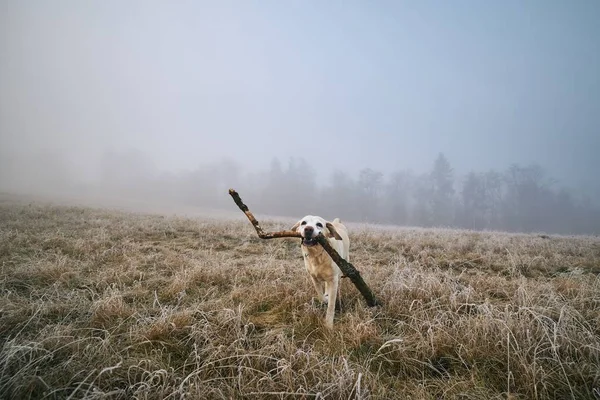 Happy dog running with stick in mouth — Stock fotografie