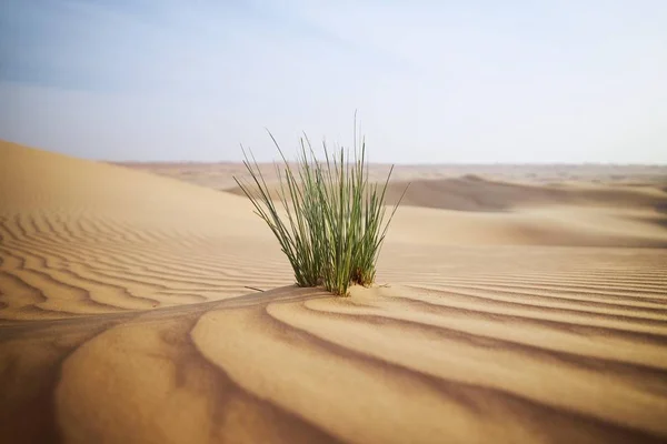 Grass in sand dune against desert landscape — Stock Photo, Image
