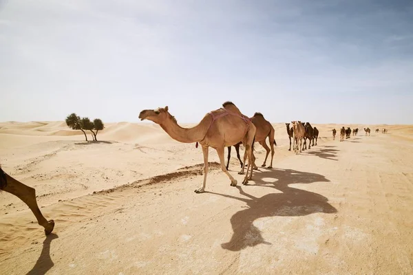 Rebanho Camelos Caminhando Estrada Areia Contra Dunas Areia Paisagem Deserto — Fotografia de Stock