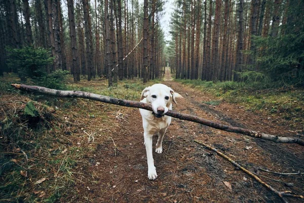 Hond Pad Midden Het Bos Labrador Retriever Met Stok Mond — Stockfoto