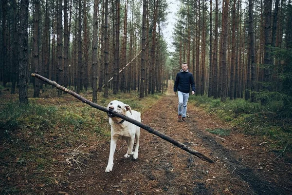 Człowiek Psem Drodze Środku Lasu Labrador Retriever Kijem Ustach — Zdjęcie stockowe