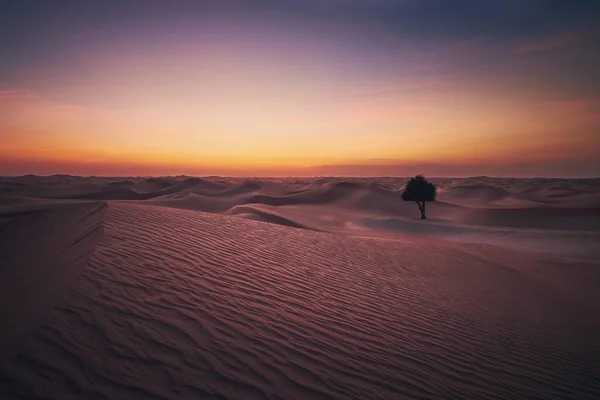 Lonely Tree Middle Sand Dunes Desert Landscape Beautiful Dusk Abu — Stock Photo, Image