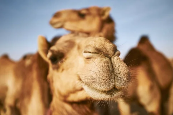 Vista Perto Camelo Deserto Abu Dhabi Emirados Árabes Unidos — Fotografia de Stock