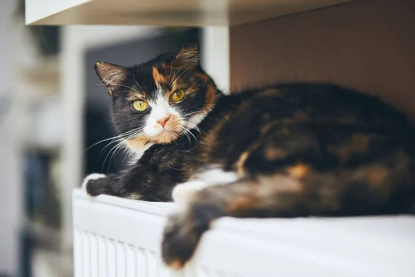 可爱的家猫正在家里的暖暖的散热器上休息 — 图库照片