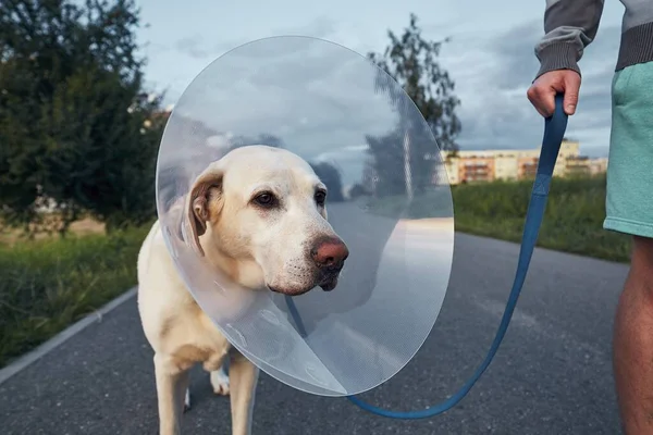 Ameliyattan Sonra Eski Köpeğiyle Evcil Hayvan Sahibi Labrador Retriever Yürürken — Stok fotoğraf