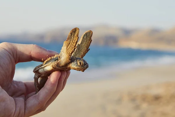 Människans Hand Håller Nyfödda Gröna Sköldpaddor Och Bär Dem Havet — Stockfoto