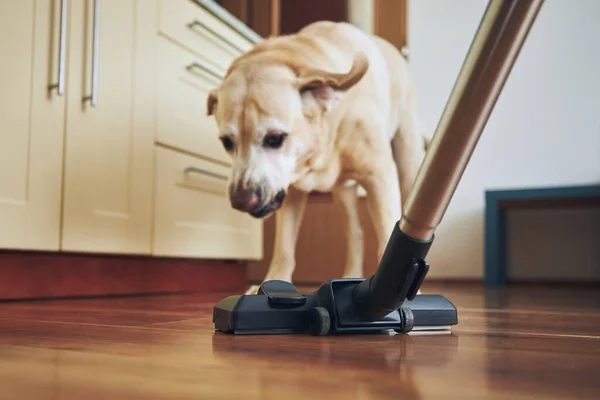 Naughty Dog Barking Vacuum Cleaner House Cleaning — Stock Photo, Image