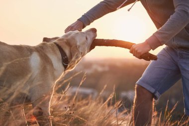 Evcil hayvan sahibi köpeğini çalıştırıyor. Genç adam ve labrador av köpeği gün doğumunda çayırda. 