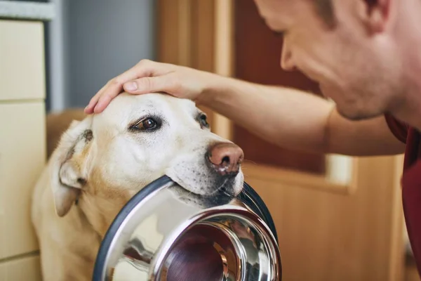 Evcil Hayvanla Hayatı Tatlı Köpek Kasesi Tutuyor Evde Yemek Bekliyor — Stok fotoğraf