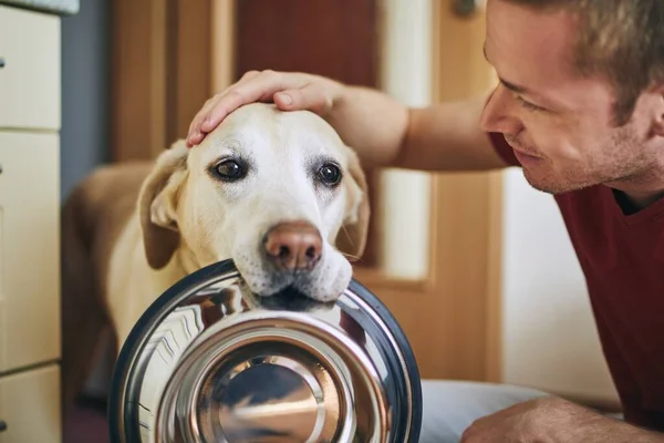 Vida Doméstica Com Animal Estimação Bonito Cão Segurando Tigela Esperando — Fotografia de Stock