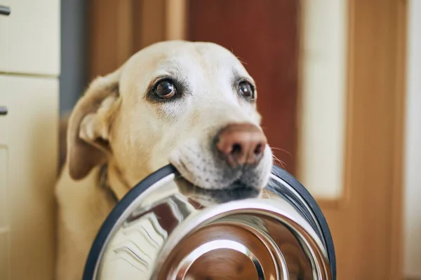 Hladový Pes Smutnýma Očima Čeká Krmení Kuchyni Roztomilý Labrador Retrívr — Stock fotografie