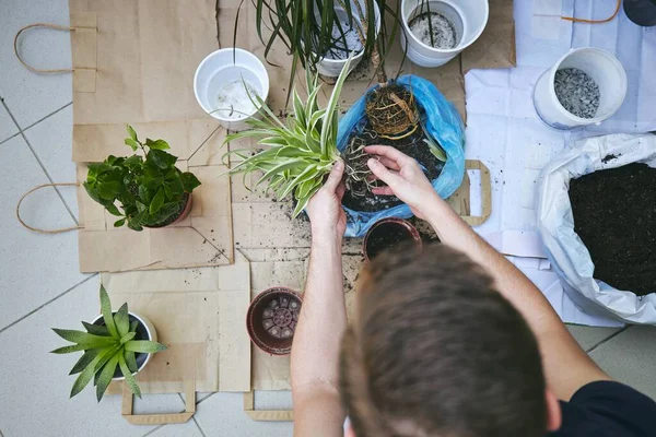 春の家事 植物を新しい鍋に移植中の若い男 — ストック写真