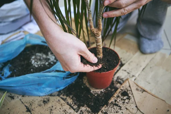 Trabalho Doméstico Primavera Mãos Homem Durante Transplante Planta Vaso Novo — Fotografia de Stock