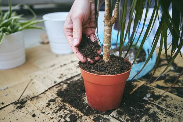 Trabalho Doméstico Primavera Mãos Homem Durante Transplante Planta Vaso Novo — Fotografia de Stock