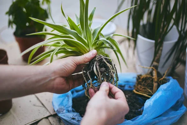 春の家事 植物を新しい鍋に移植する際に人の手 — ストック写真