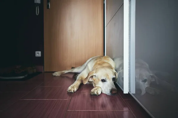 Chien Fidèle Labrador Retriever Attendant Son Propriétaire Contre Porte Entrée — Photo