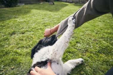 Köpekle ev hayatı. Çek dağ köpeğinin yavrusu evin arka bahçesinde sahibiyle oynuyor.. 