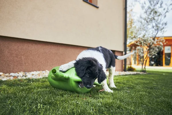 Vida Doméstica Con Perro Cachorro Travieso Perro Montaña Checo Luchando —  Fotos de Stock