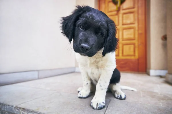 Любопытная Собака Смотрит Камеру Щенок Чешской Горной Собаки Сидит Напротив — стоковое фото