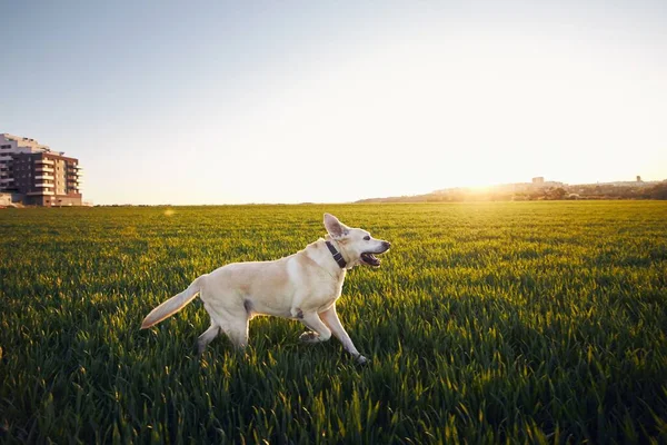 Σκύλος Στο Γήπεδο Ηλιοβασίλεμα Χαρούμενο Λαμπραντόρ Ριτρίβερ Τρέχει Στη Φύση — Φωτογραφία Αρχείου