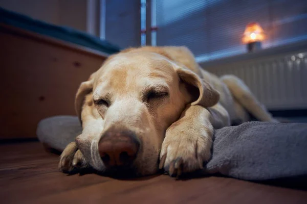 自宅の窓の下の彼のペットベッドで寝ている古い犬 ラブラドール取得 — ストック写真