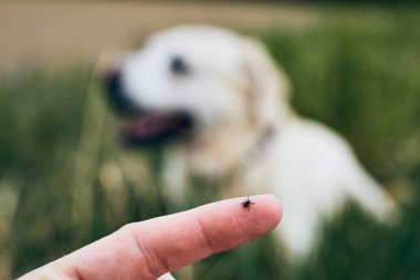 Çimenlerde yatan köpeğe karşı insan parmağındaki kenenin yakın görüntüsü. 