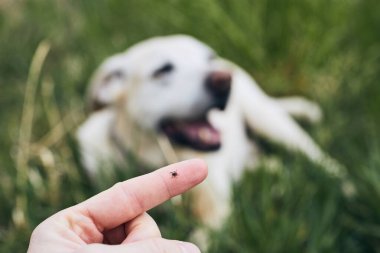 Çimenlerde yatan köpeğe karşı insan parmağındaki kenenin yakın görüntüsü. 