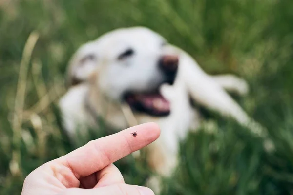 Nahaufnahme Der Zecke Menschlichen Finger Gegen Hund Der Gras Liegt — Stockfoto