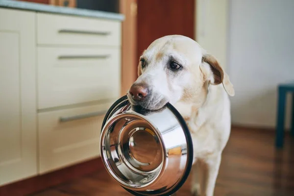 Голодная Собака Грустными Глазами Ждет Кормления Домашней Кухне Милый Лабрадор — стоковое фото