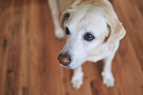 Słodki Piesek Domu Portret Starego Retriwera Labradora Drewnianej Podłodze — Zdjęcie stockowe