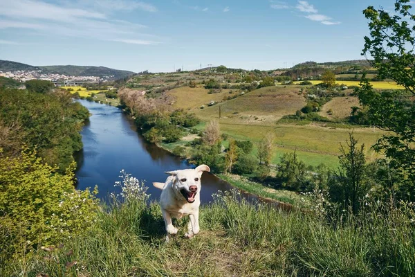 Perro Feliz Corriendo Prado Contra Paisaje Con Valle Del Río — Foto de Stock