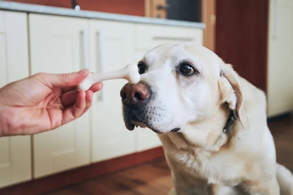 犬は骨に集中する ペットの所有者は 自宅のキッチンで彼のラブラドール取得給餌 — ストック写真