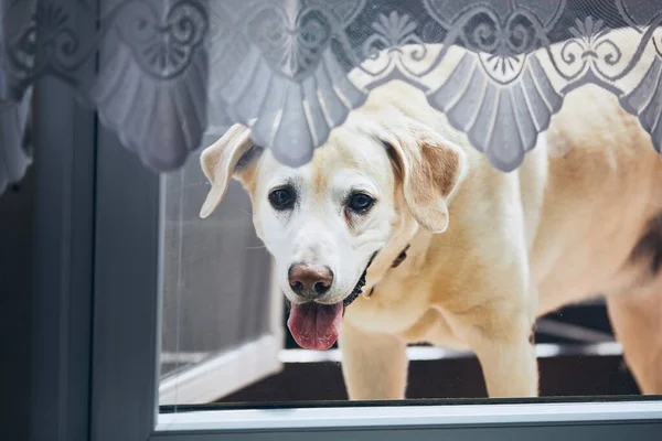 Nyfiken Hund Hemma Labrador Tittar Genom Fönstret — Stockfoto