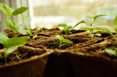 Toprakta büyüyen genç bitki