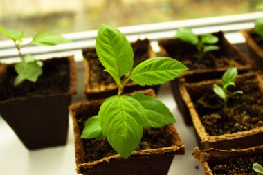 Toprakta büyüyen genç bitki