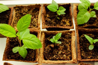 Toprakta büyüyen genç bitki