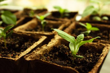 Toprakta büyüyen genç bitki