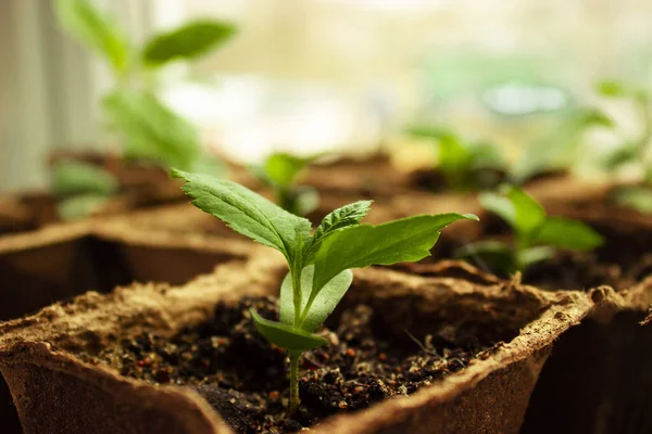 Planta Jovem Crescendo Solo — Fotografia de Stock