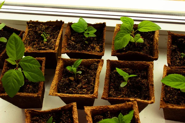 Young Plant Growing Soil — Stock Photo, Image