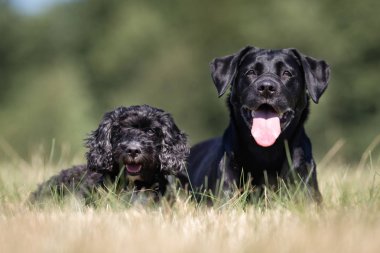 Yavru horoz İspanyol ve labrador köpek
