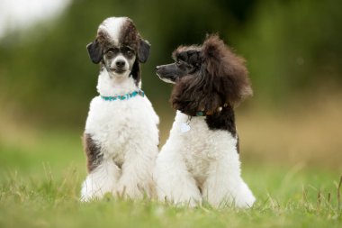 Cüce Harlekin kaniş köpekler
