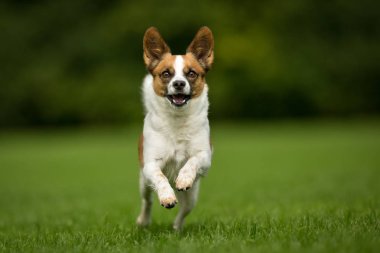 karışık cins köpek