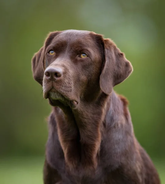 Pies brązowy labrador retriever — Zdjęcie stockowe