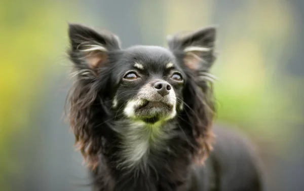 Kleiner Chihuahua-Hund — Stockfoto