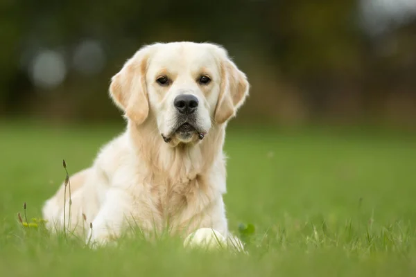 Bílý zlatý retrívr pes — Stock fotografie