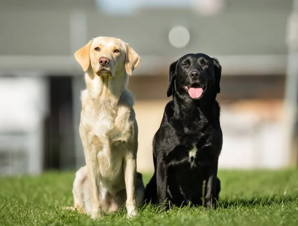 Labrador retriever perros — Foto de Stock
