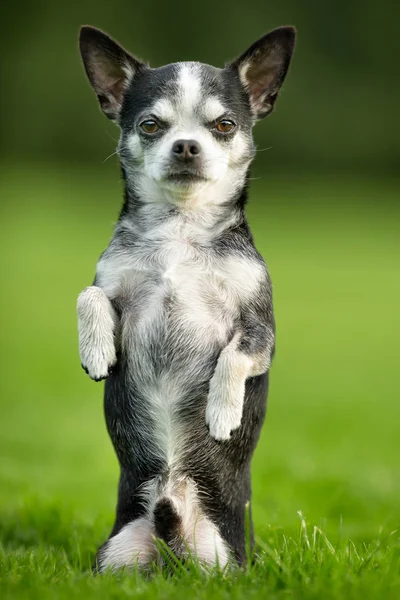Chihuahua cão na grama — Fotografia de Stock